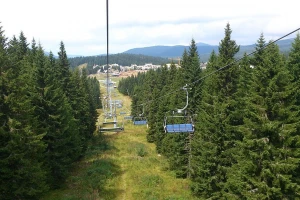 Sušenje - epidemija koja ugrožava šume