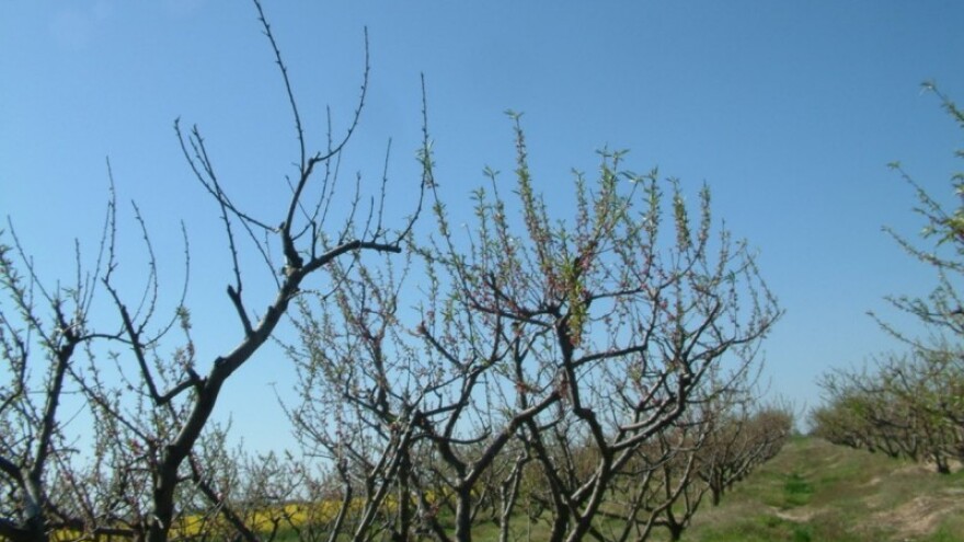 Zbog čega stradava koštičavo voće?