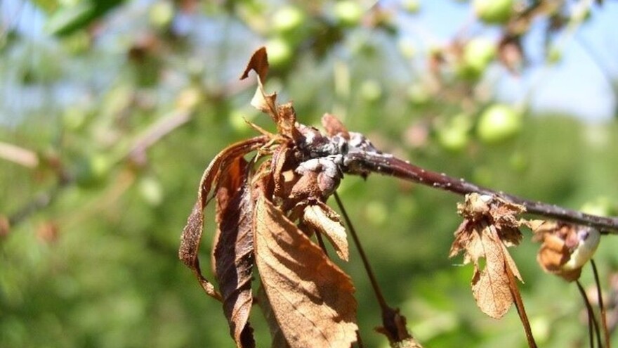 Sušenje cvjetova i grančica na koštičavom voću