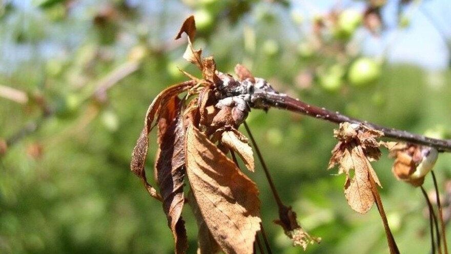 Sušenje cvetova i grana na koštunjavom voću