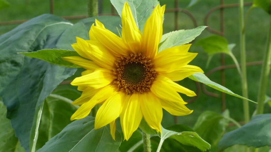 Zašto suncokret ne podnosi krumpir, a malina jabuke?