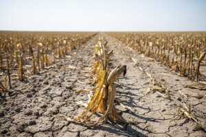 Sušno razdoblje pogodilo usjeve