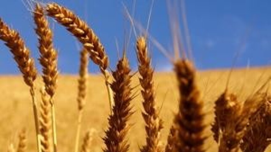 Monsantova revolucija poljoprivrede ili profita?