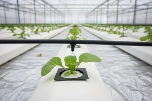 Sustav za navodnjavanje i prihranu u hidroponima