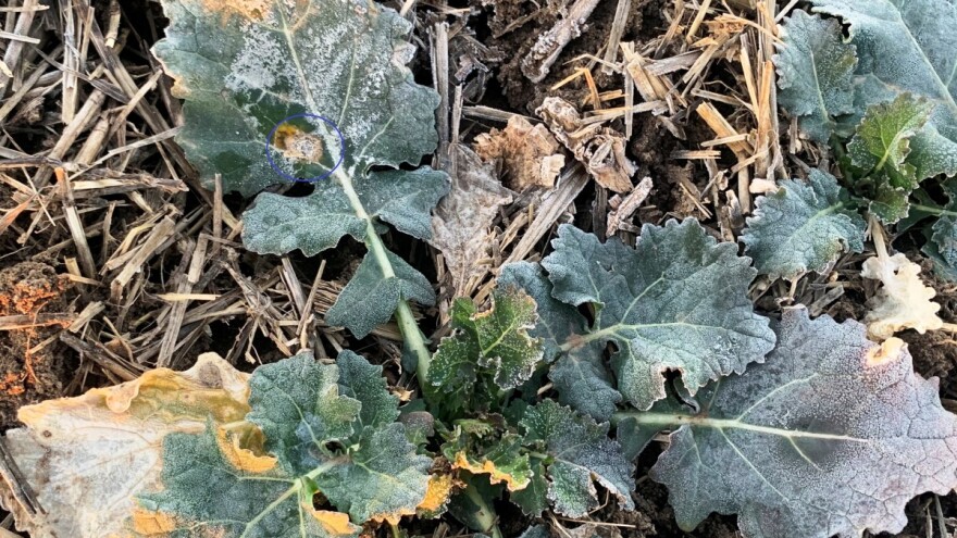 Uljana repica u Sremu pod napadom suve truleži