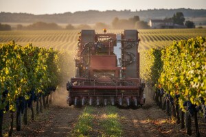 Suvremena berba u Erdutskim vinogradima