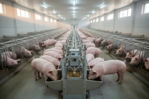 Suvremena svinjogojska farma