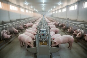 Suvremena svinjogojska farma