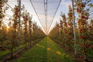 Suvremena voćarska proizvodnja