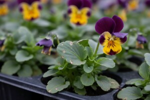 Suzbijanje bolesti maćuhica