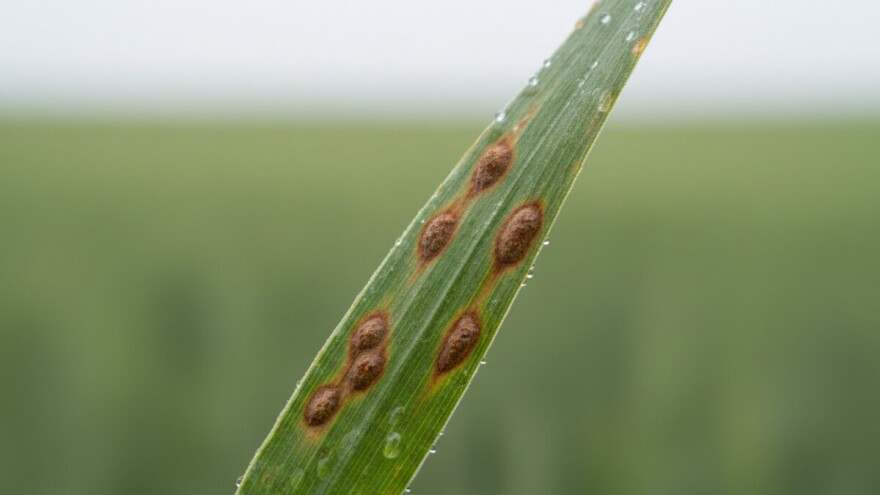 Suzbijanje bolesti žitarica