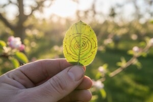 Suzbijanje jabučnog moljca kružnih mina