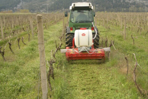 Preporuke za zaštitu vinograda kada su mladice dužine 10 - 20 cm
