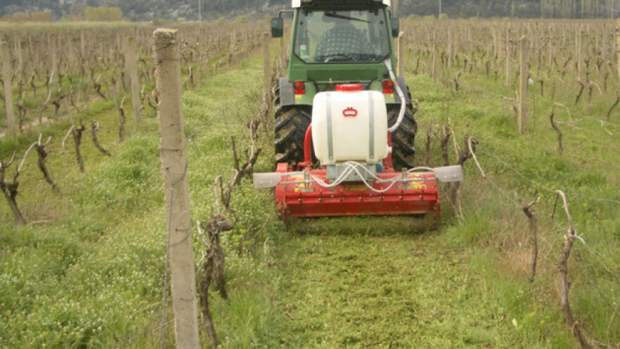 Preporuke za zaštitu vinograda kada su mladice dužine 10 - 20 cm