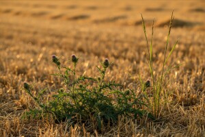 Suzbijanje korova na strništima