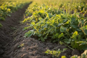 Suzbijanje korova u krumpiru