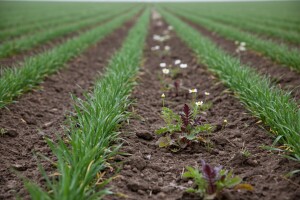 Suzbijanje korova u ranim stadijima