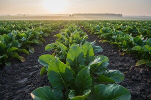 Suzbijanje korova u šećernoj repi!