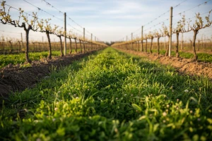 Suzbijanje korova u vinogradu u početku vegetacije