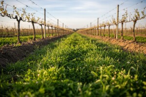 Suzbijanje korova u vinogradu u početku vegetacije