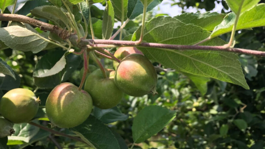 Suzbijanje pepelnice u nasadima jabuke