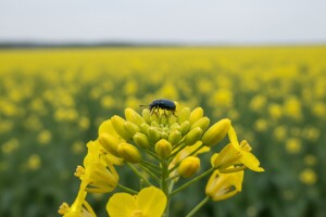 Suzbijanje repičinog sjajnika i crne pjegavosti