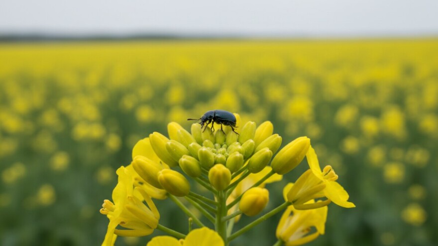 Suzbijanje repičinog sjajnika i crne pjegavosti