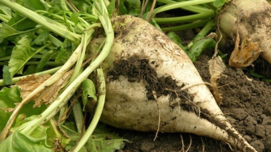 Suzbijte pjegavost šećerne repe