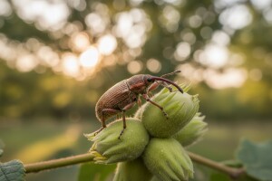 Suzbijanje štetnih organizama u nasadima lijeske