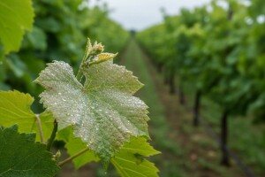 Suzbijte crnu pjegavost i pepelnicu!