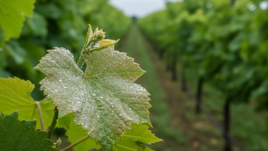 Suzbijte crnu pjegavost i pepelnicu!