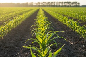 Suzbijte korove u kukuruzu na vrijeme!