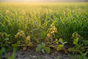Suzbijte korove u žitaricama!