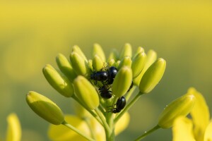 Suzbijte repičinog sjajnika