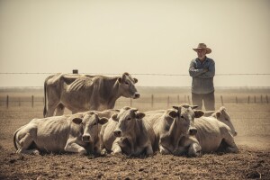Svaka topla godina loša vijest i za stočare
