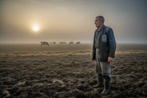 Svake godine 1.000 krava manje