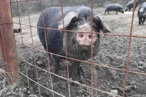 Izložba i okrugli stol - Fajferica se vraća kući