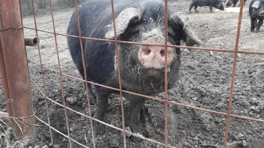 Izložba i okrugli stol - Fajferica se vraća kući