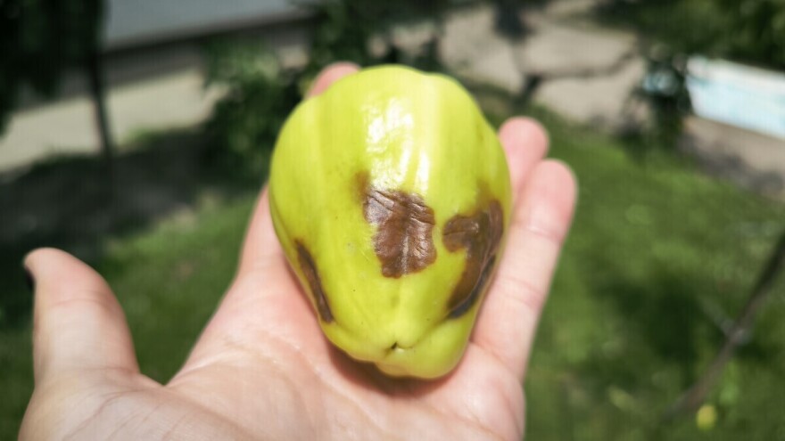 Hrvatskim povrtlarima polja venu pred očima