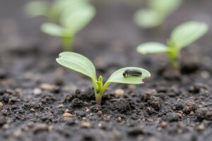 Sve kasnija sjetva uljane repice