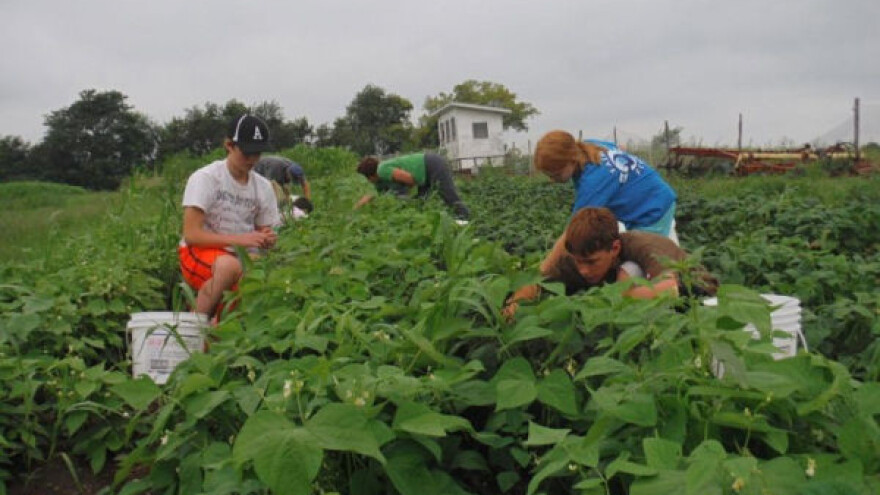 Sve je manje domaćeg pasulja!