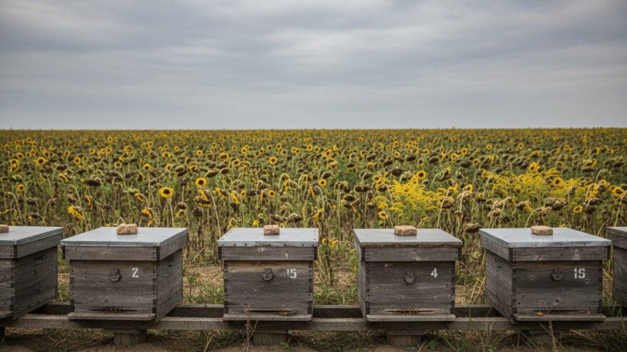 Sve manje medonosnih biljaka