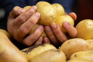 Sve o krompiru na jednom mjestu: Šta otkriva knjiga koja je osvojila svijet?