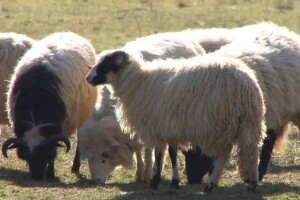 Poljoprivredna gospodarstva sve popularnija