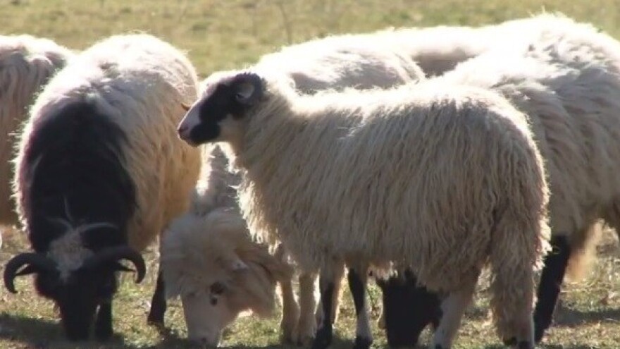 Poljoprivredna gospodarstva sve popularnija