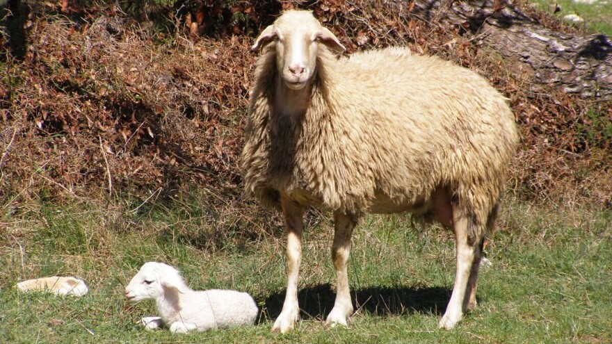 Krenula je isplata proizvodno vezane potpore za ovce, koze, krave i tov junadi