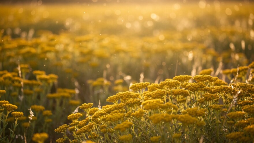 Sve što treba znati o uzgoju smilja