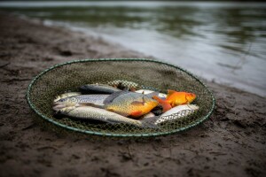 Sve veća opasnost od invazivnih vrsta ribe