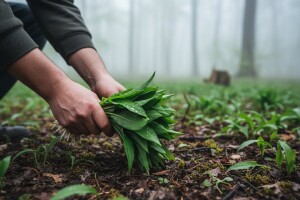 Sve veći interes za srijemušem - u Austriji ga uzgajaju