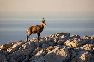 Sve više divokoza na velebitu